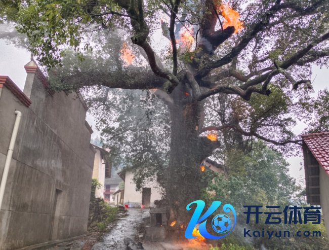 江西一棵400年樟树树干内发火 消防奋战四小时扑灭