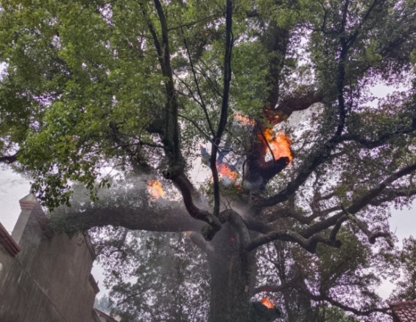 开云官网切尔西赞助商磋商到古樟树空腹壁上有干枯的树心且含有樟脑油-开云官网切尔西赞助商(2025已更