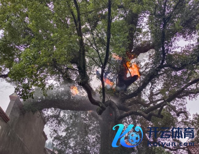 江西一棵400年樟树树干内发火