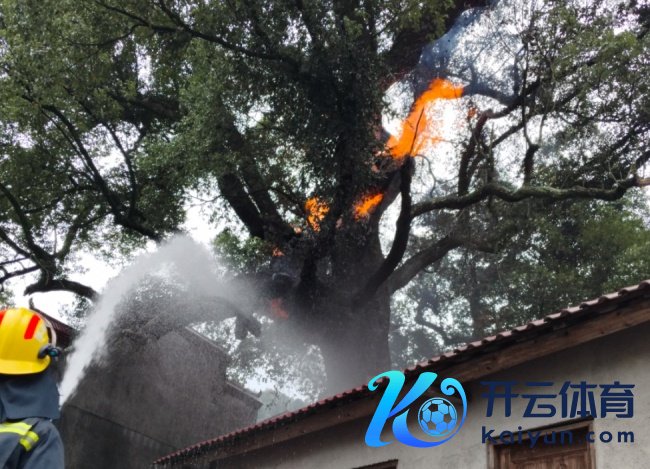 江西一棵400年樟树树干内发火 消防奋战四小时扑灭